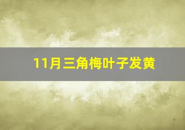 11月三角梅叶子发黄