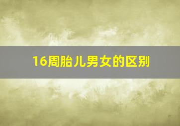 16周胎儿男女的区别