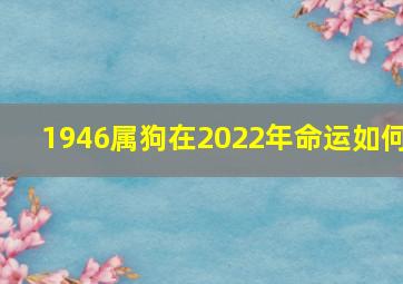 1946属狗在2022年命运如何