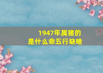 1947年属猪的是什么命五行缺啥