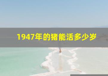 1947年的猪能活多少岁