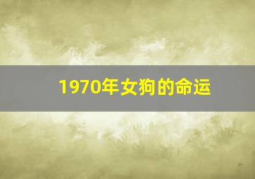 1970年女狗的命运