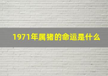 1971年属猪的命运是什么