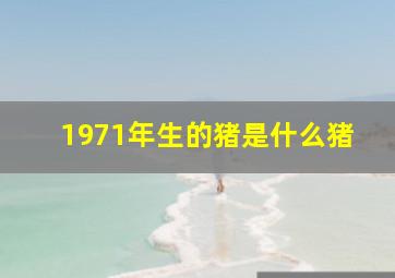 1971年生的猪是什么猪