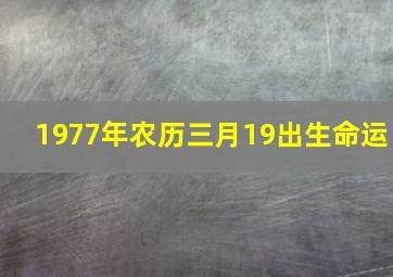 1977年农历三月19出生命运