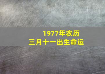 1977年农历三月十一出生命运