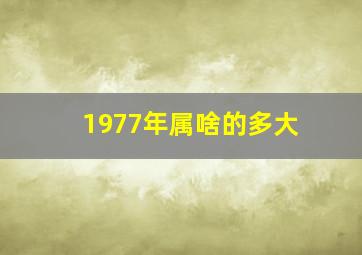 1977年属啥的多大