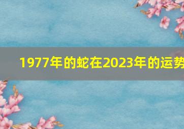 1977年的蛇在2023年的运势