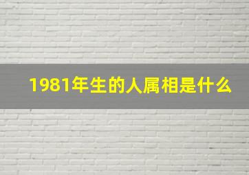 1981年生的人属相是什么