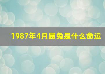 1987年4月属兔是什么命运