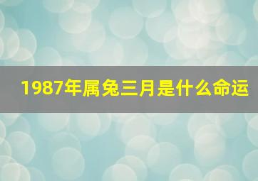 1987年属兔三月是什么命运