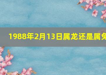 1988年2月13日属龙还是属兔