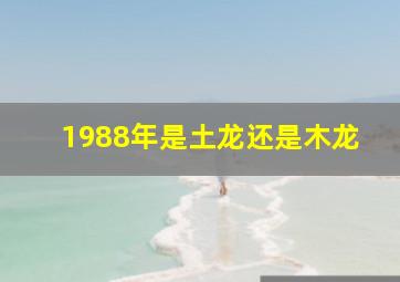 1988年是土龙还是木龙