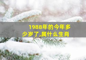 1988年的今年多少岁了,属什么生肖