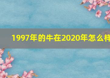 1997年的牛在2020年怎么样