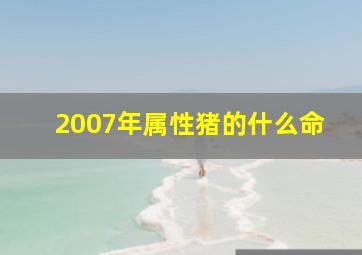 2007年属性猪的什么命