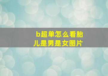 b超单怎么看胎儿是男是女图片