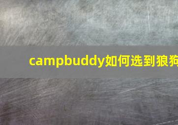 campbuddy如何选到狼狗