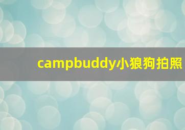 campbuddy小狼狗拍照