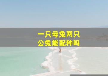 一只母兔两只公兔能配种吗