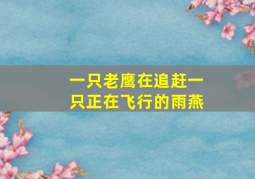 一只老鹰在追赶一只正在飞行的雨燕