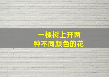 一棵树上开两种不同颜色的花