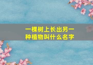 一棵树上长出另一种植物叫什么名字