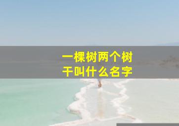 一棵树两个树干叫什么名字