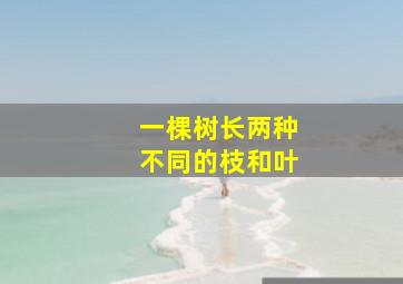 一棵树长两种不同的枝和叶