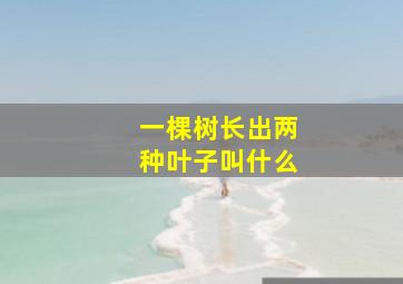 一棵树长出两种叶子叫什么