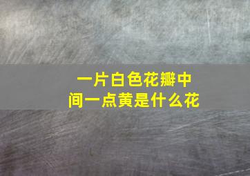 一片白色花瓣中间一点黄是什么花