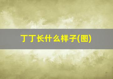 丁丁长什么样子(图)