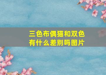 三色布偶猫和双色有什么差别吗图片