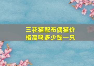 三花猫配布偶猫价格高吗多少钱一只