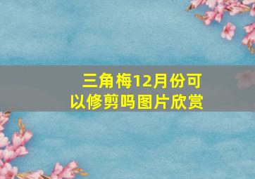 三角梅12月份可以修剪吗图片欣赏