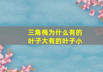 三角梅为什么有的叶子大有的叶子小