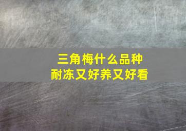 三角梅什么品种耐冻又好养又好看