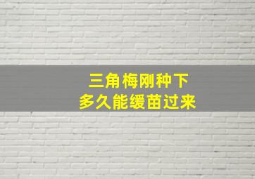 三角梅刚种下多久能缓苗过来