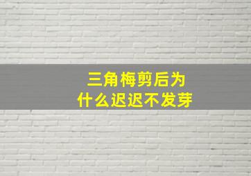 三角梅剪后为什么迟迟不发芽