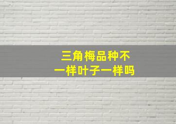 三角梅品种不一样叶子一样吗