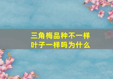 三角梅品种不一样叶子一样吗为什么