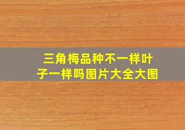 三角梅品种不一样叶子一样吗图片大全大图