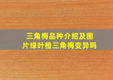 三角梅品种介绍及图片绿叶橙三角梅变异吗