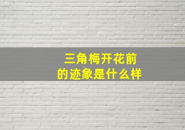 三角梅开花前的迹象是什么样