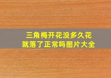 三角梅开花没多久花就落了正常吗图片大全