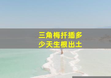 三角梅扦插多少天生根出土