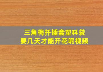 三角梅扦插套塑料袋要几天才能开花呢视频