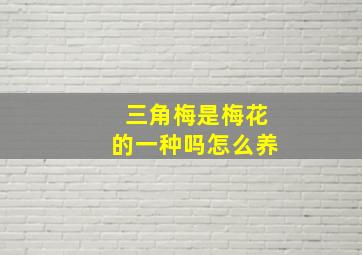 三角梅是梅花的一种吗怎么养