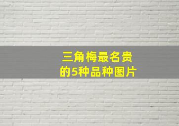 三角梅最名贵的5种品种图片