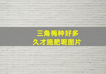 三角梅种好多久才施肥呢图片